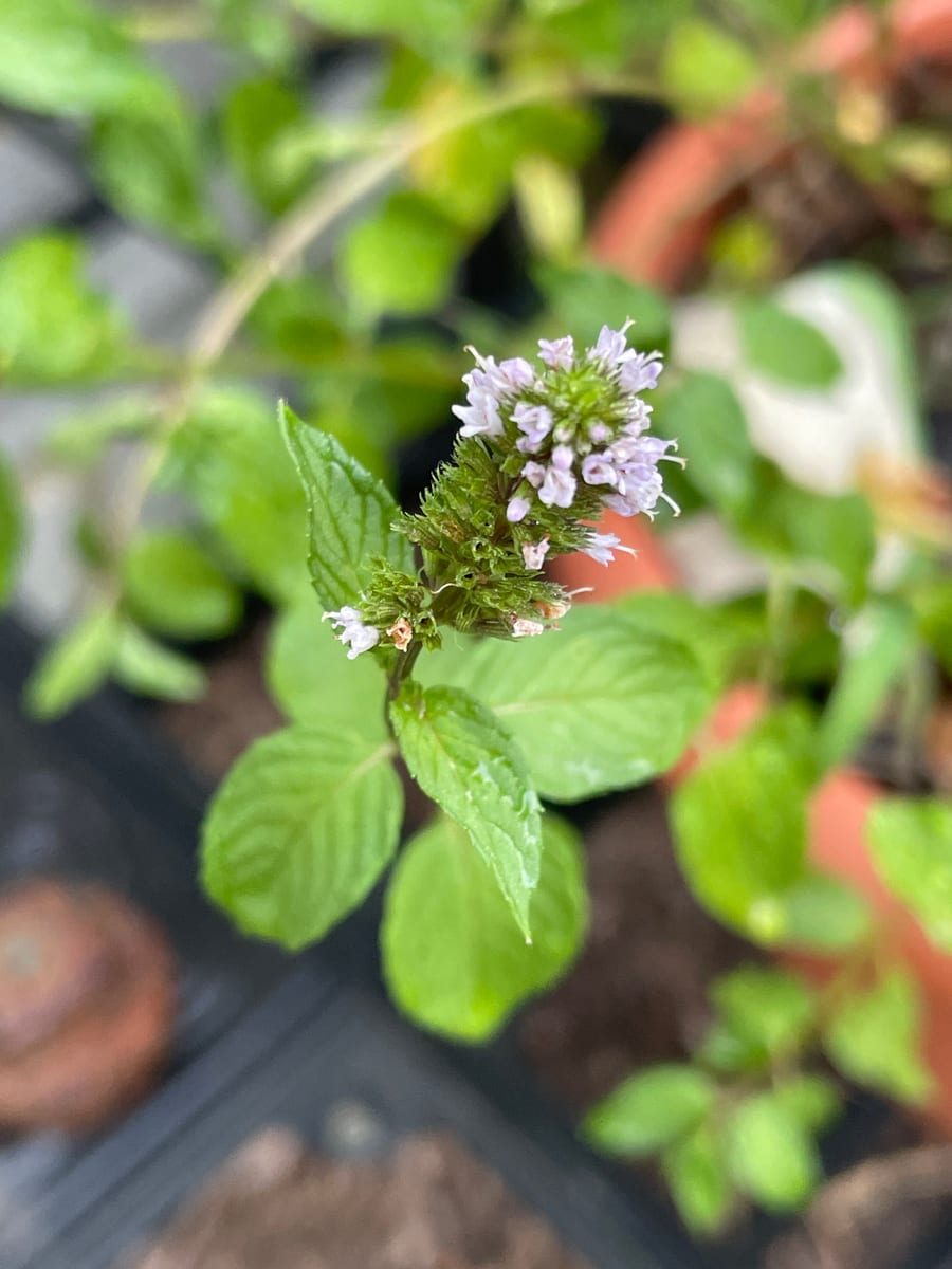 Mint - Chocolate