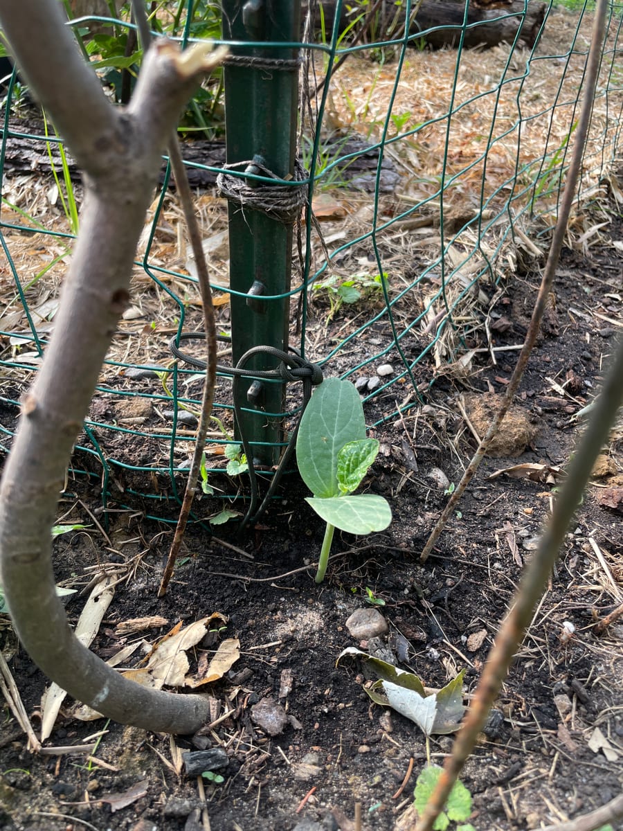 Bottle gourd