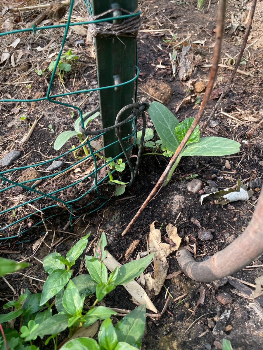 Bottle gourd