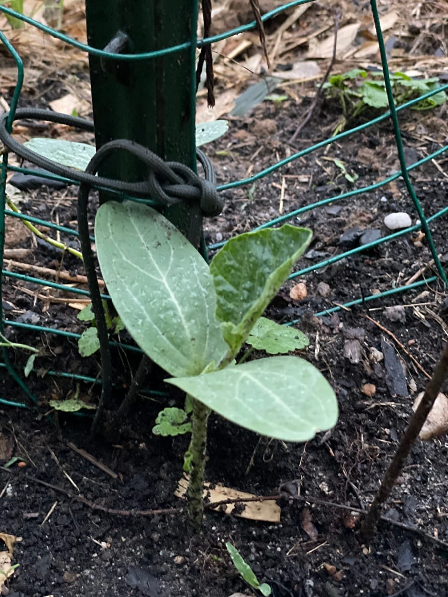 Bottle gourd