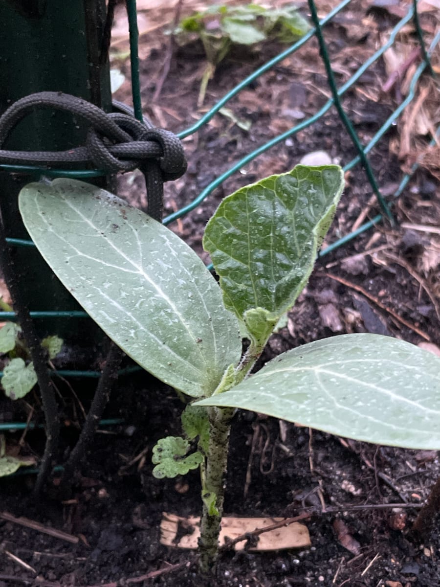 Bottle gourd
