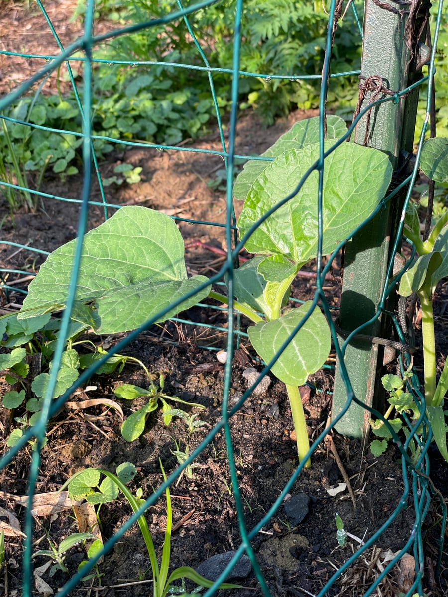 Bottle gourd