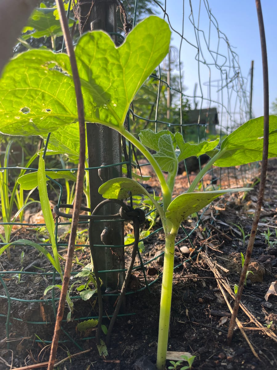 Bottle gourd