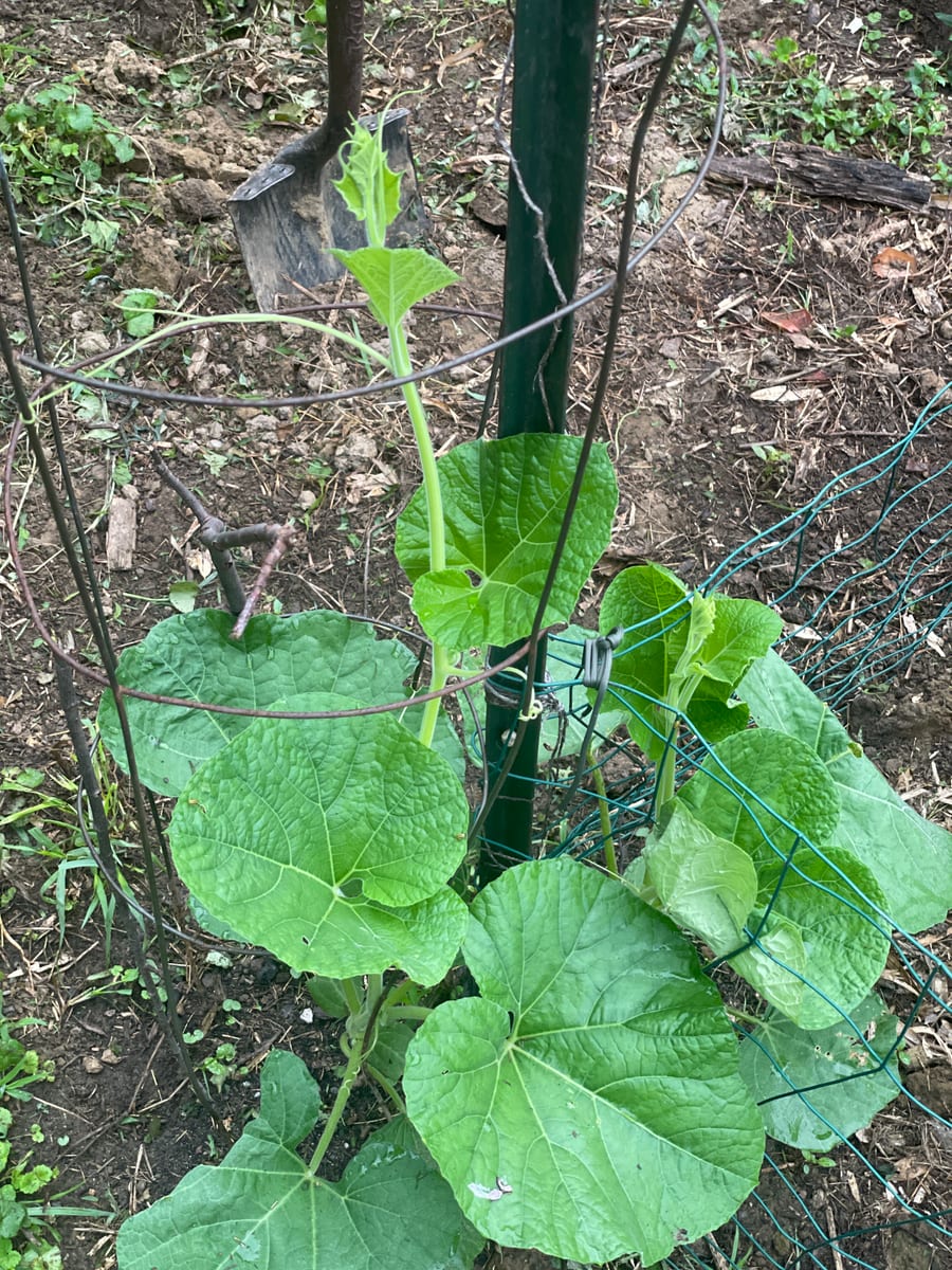 Bottle gourd