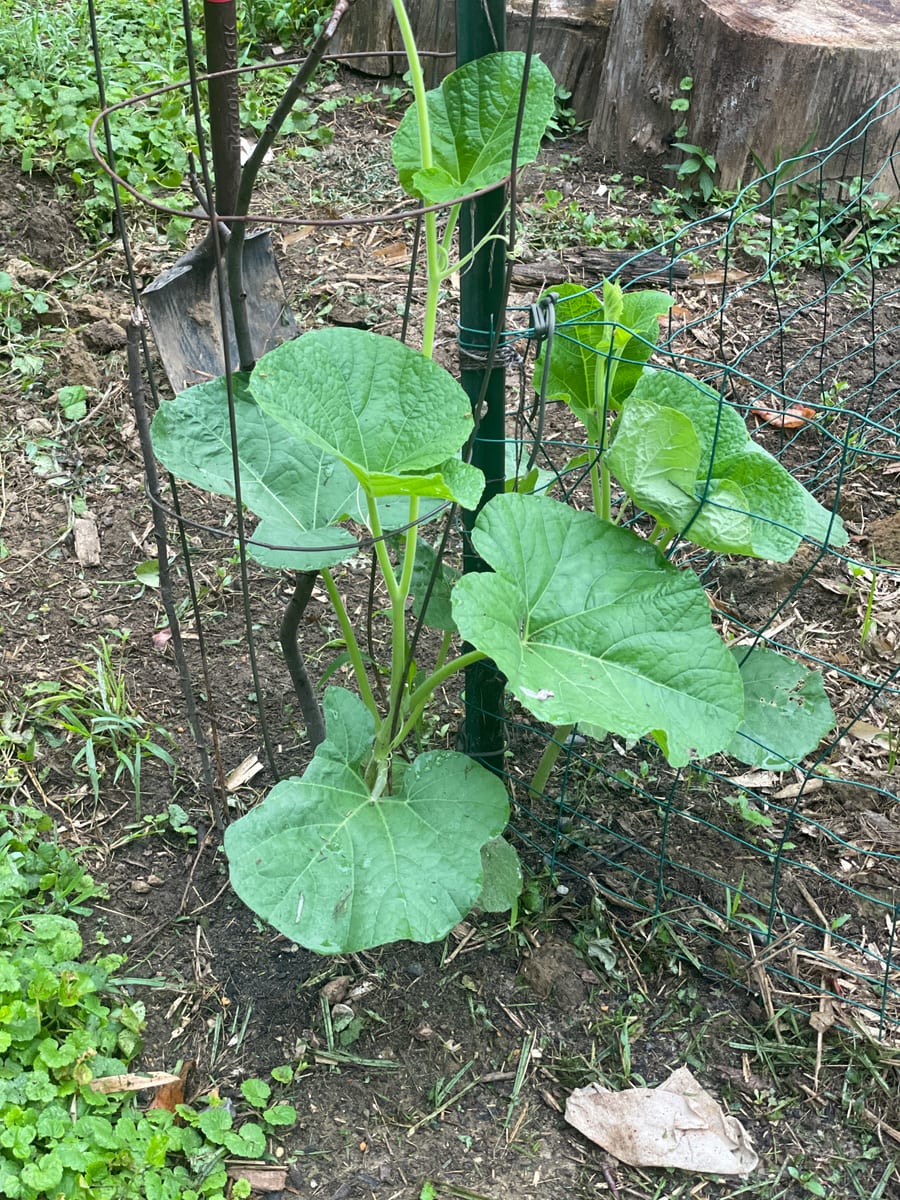Bottle gourd