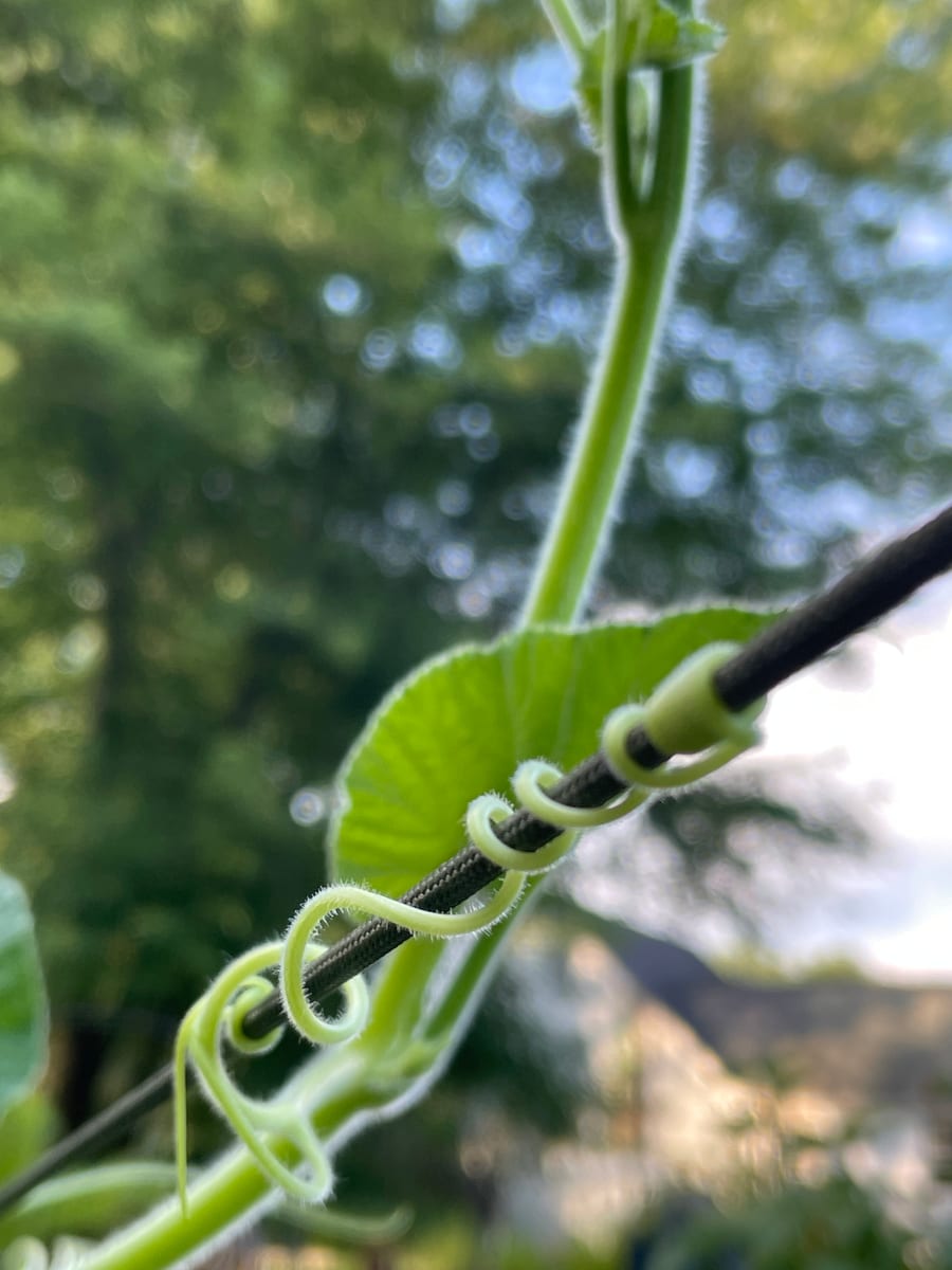 Bottle gourd