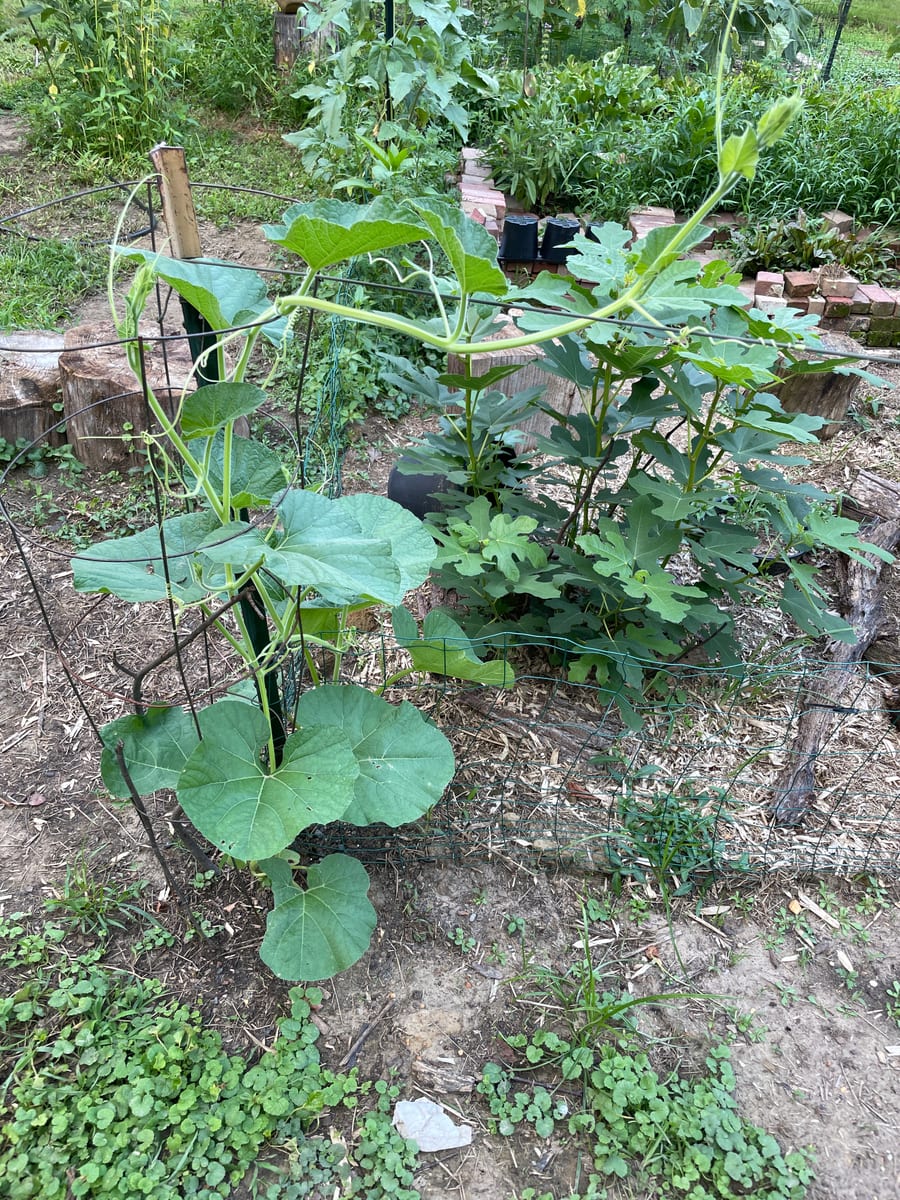 Bottle gourd