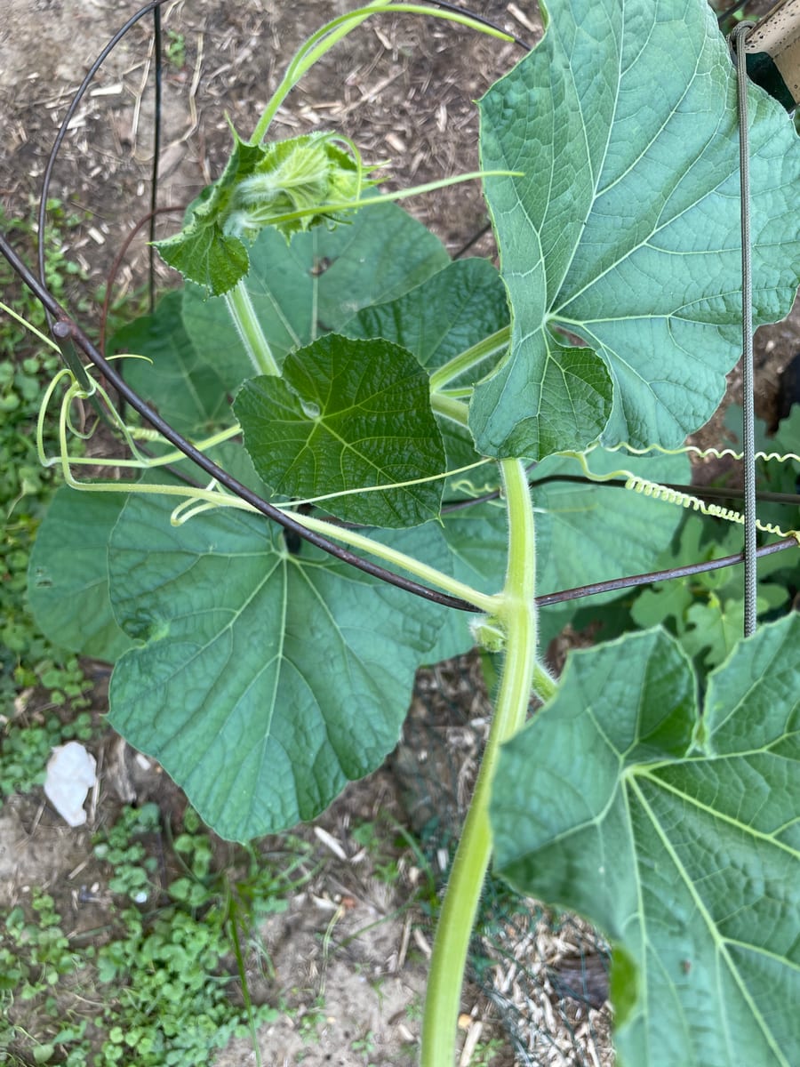 Bottle gourd