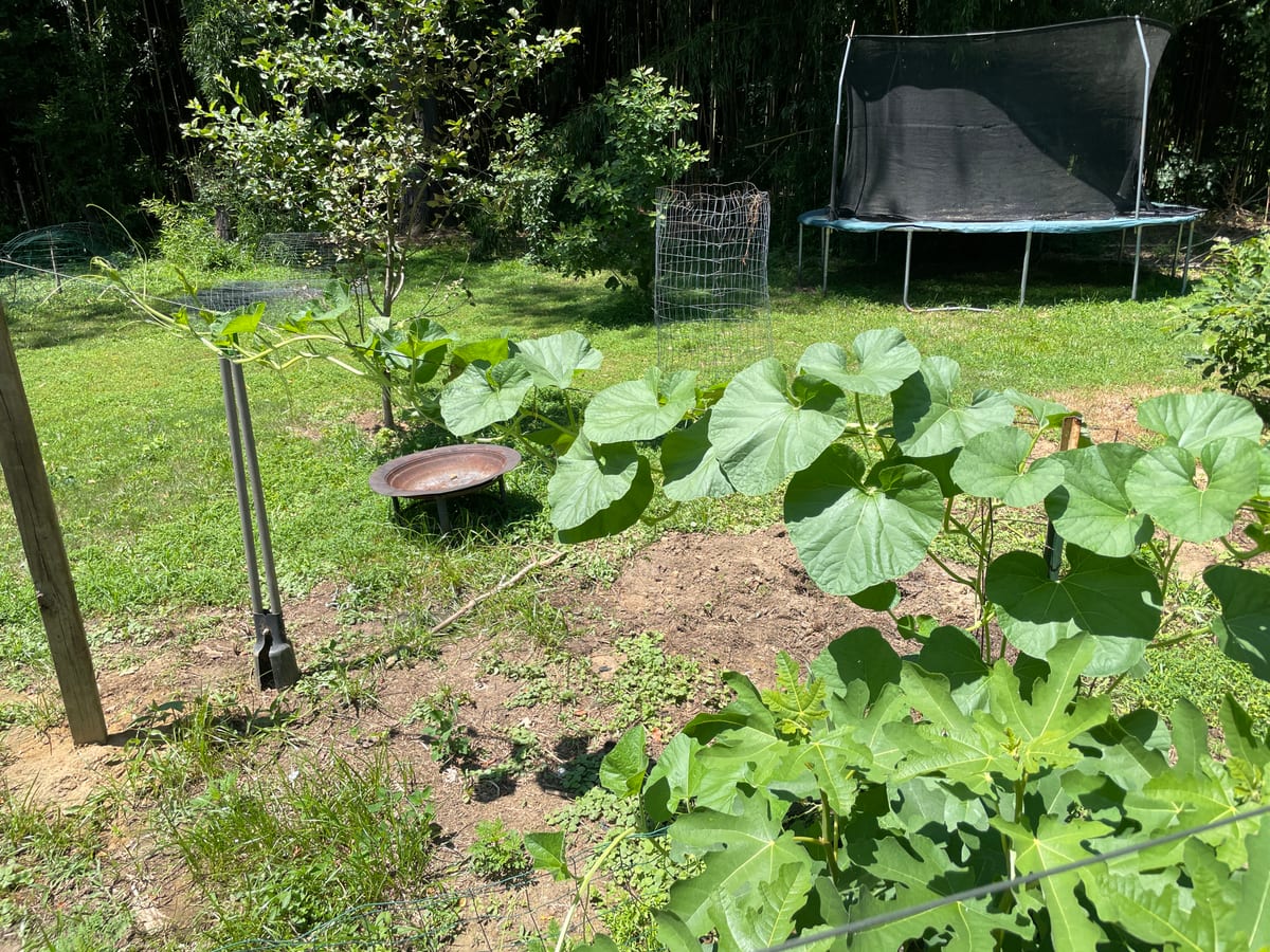 Bottle gourd