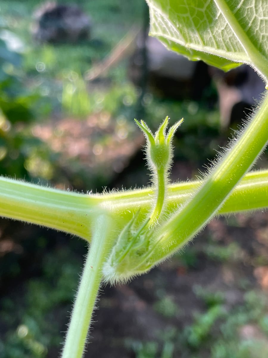 Bottle gourd