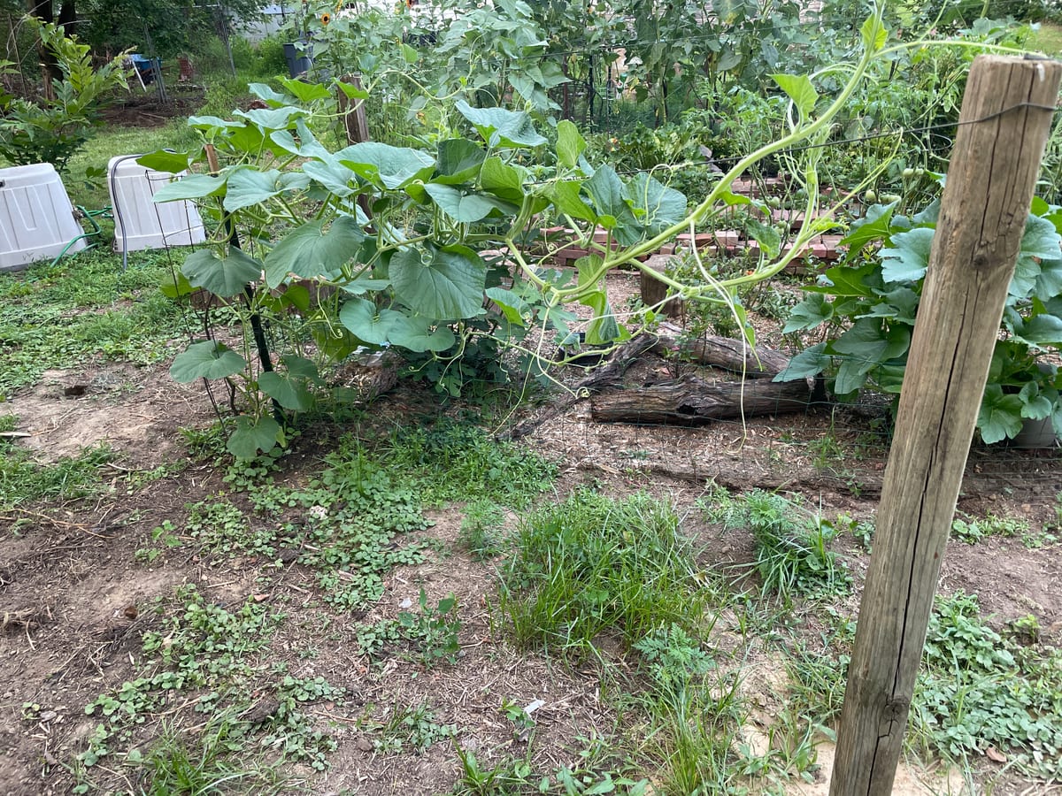 Bottle gourd