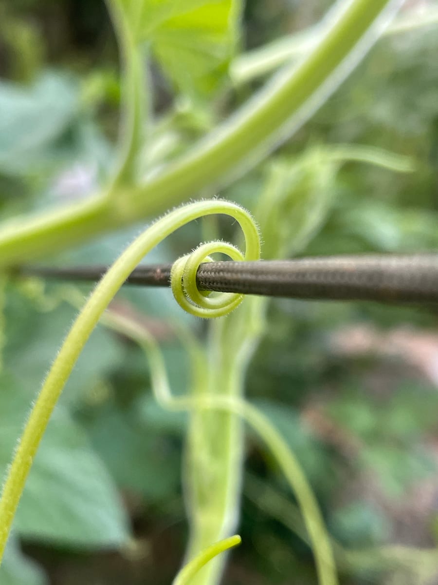 Bottle gourd