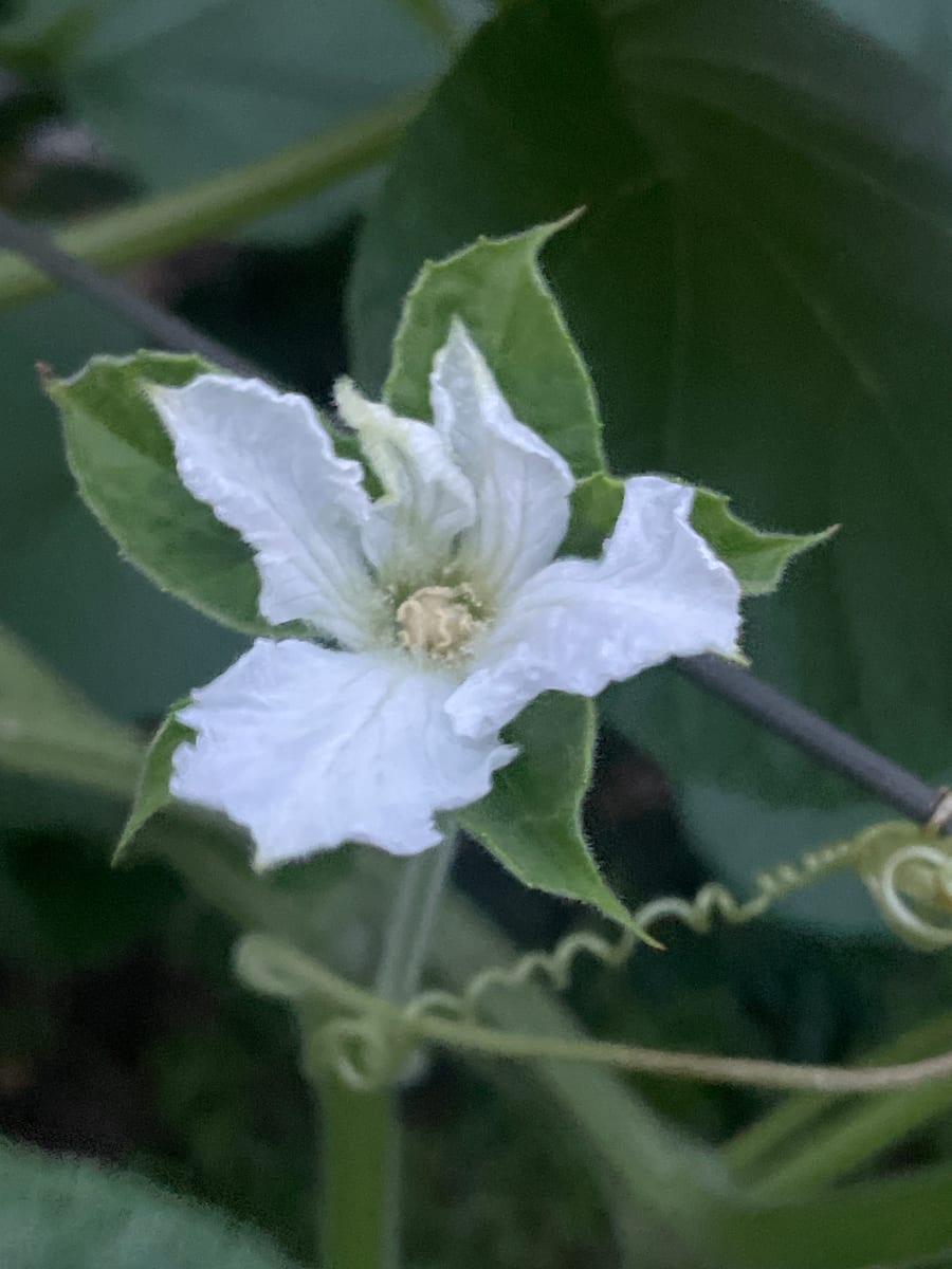 Bottle gourd