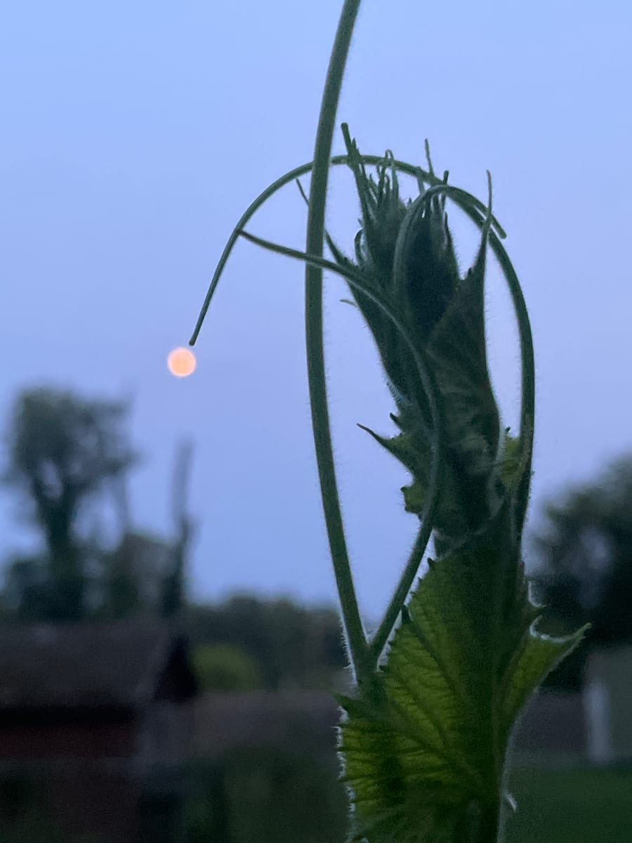 Bottle gourd