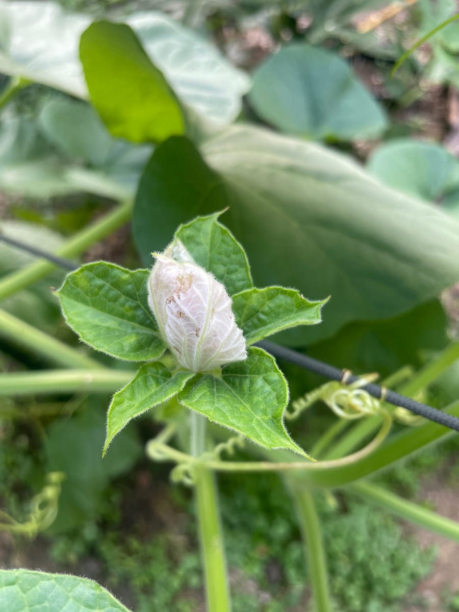Bottle gourd
