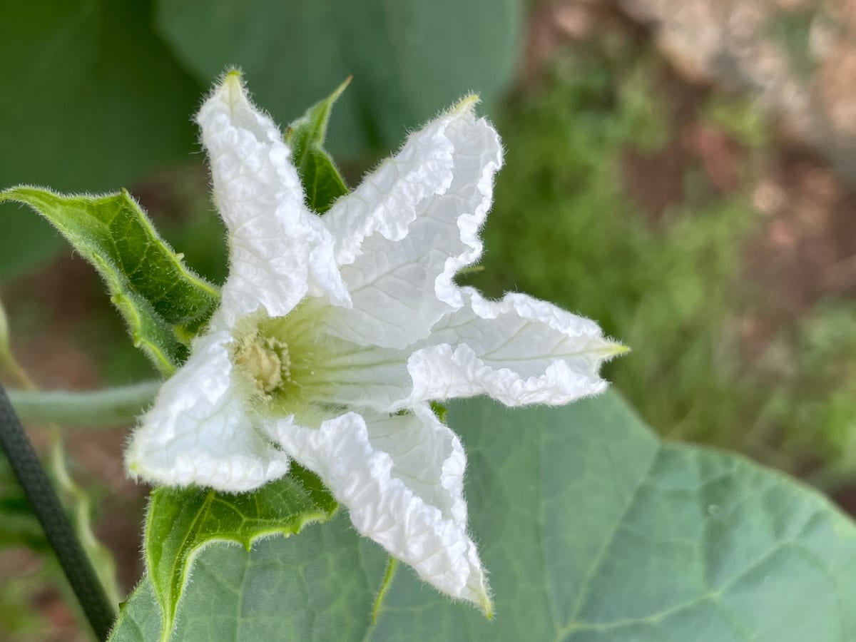 Bottle gourd