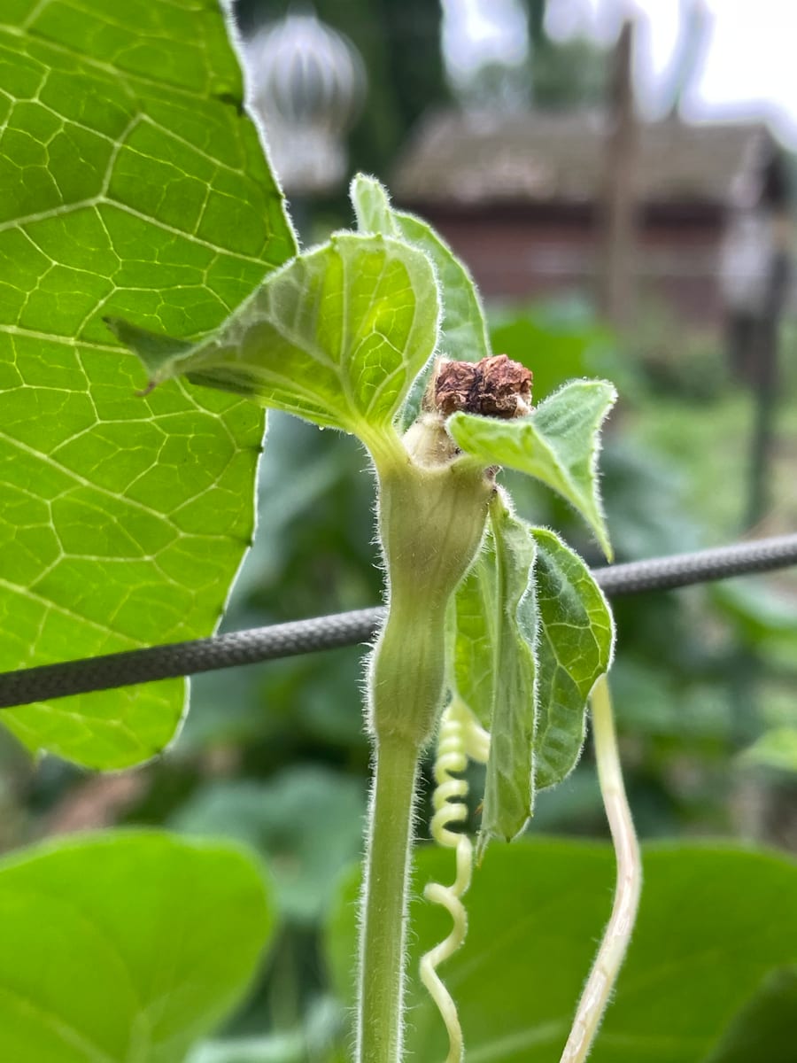Bottle gourd