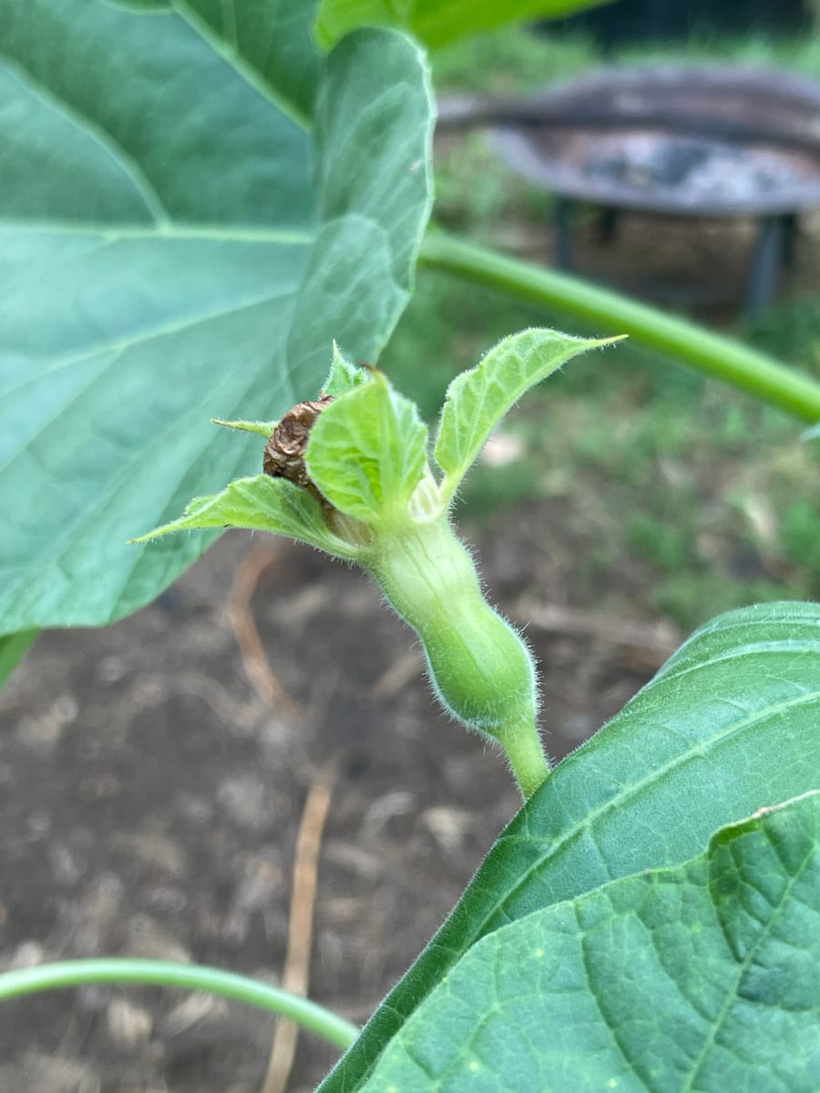 Bottle gourd