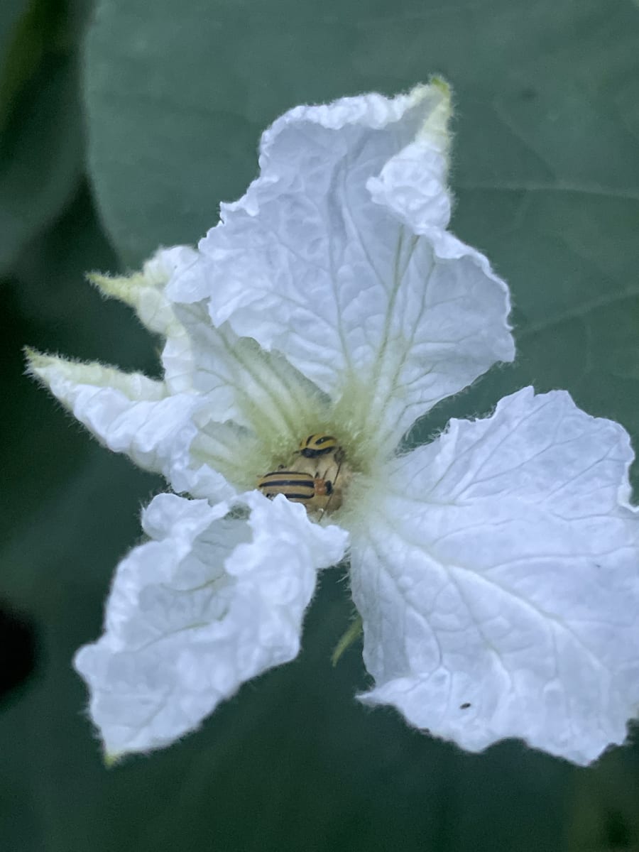 Bottle gourd