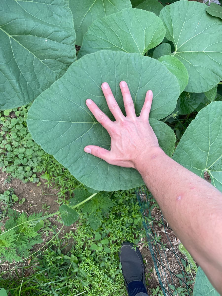 Bottle gourd