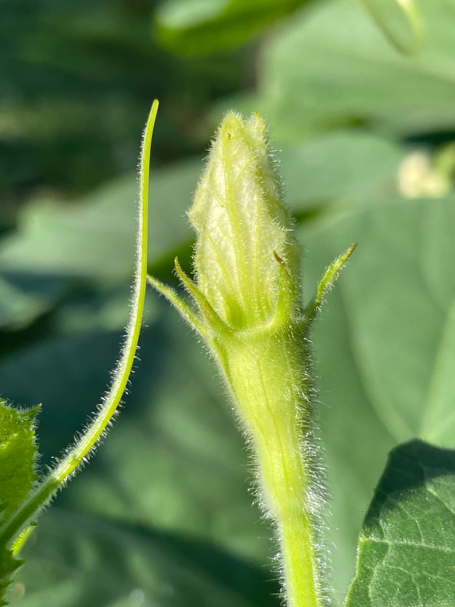 Bottle gourd