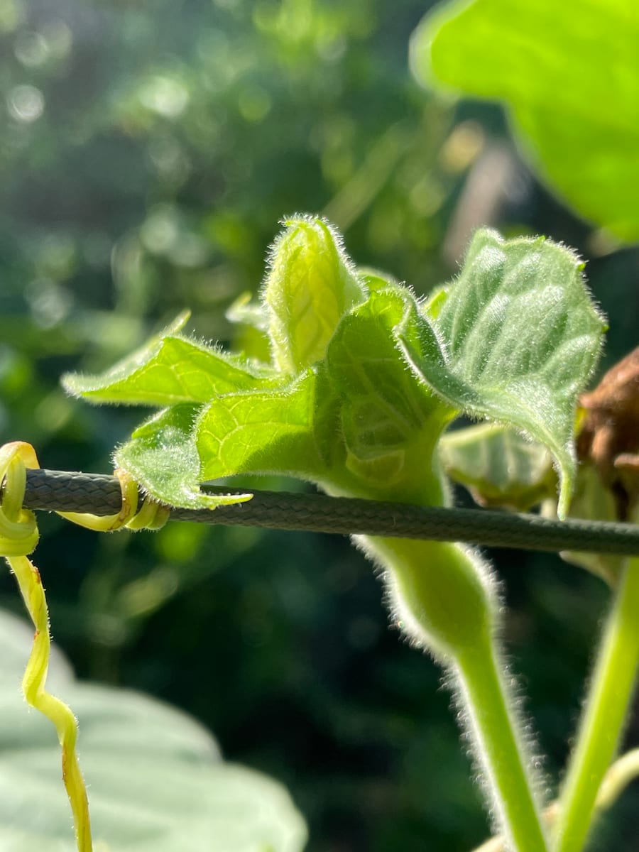 Bottle gourd