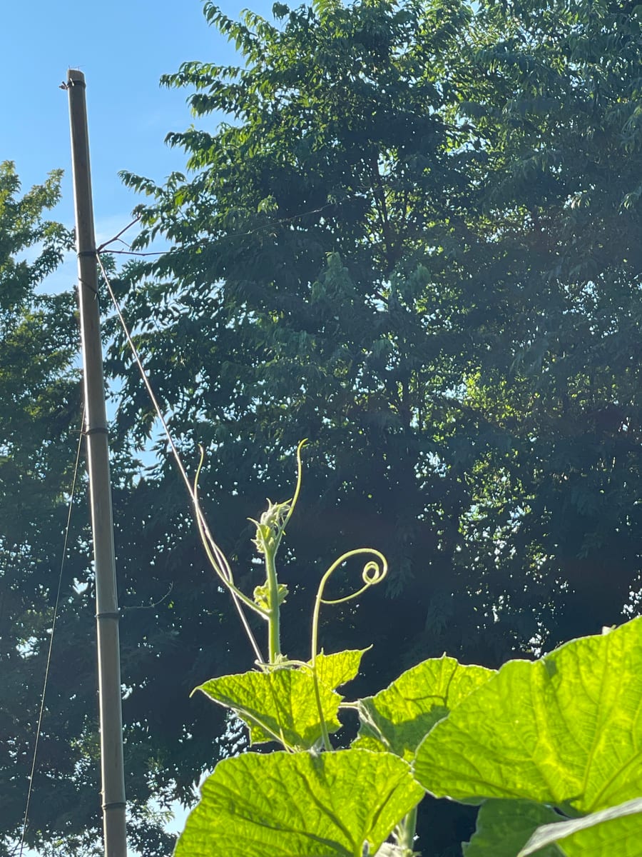Bottle gourd