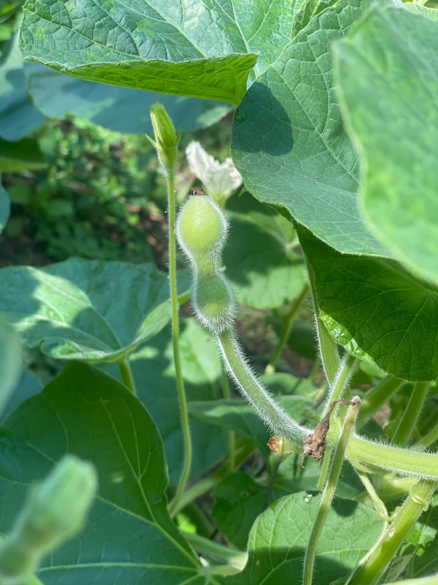Bottle gourd