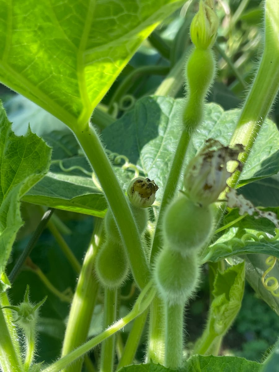Bottle gourd