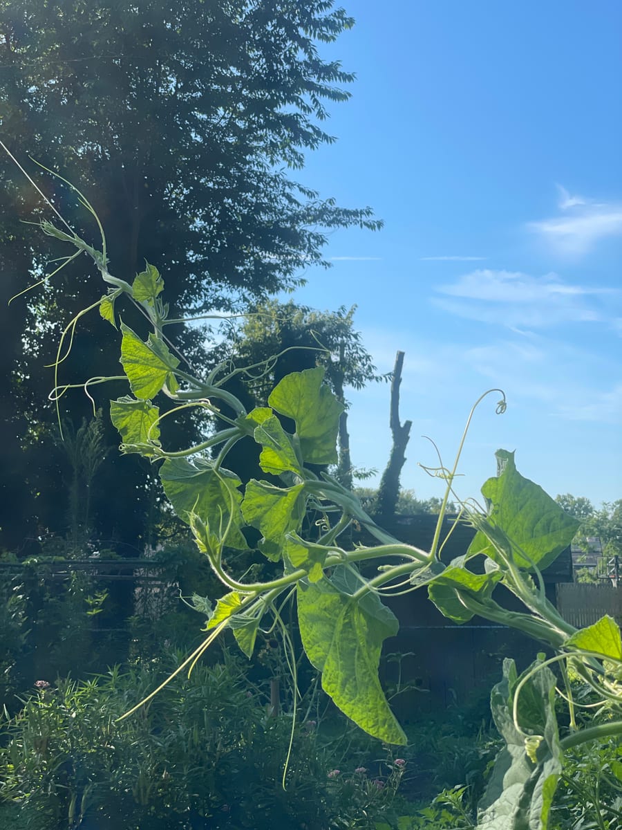 Bottle gourd