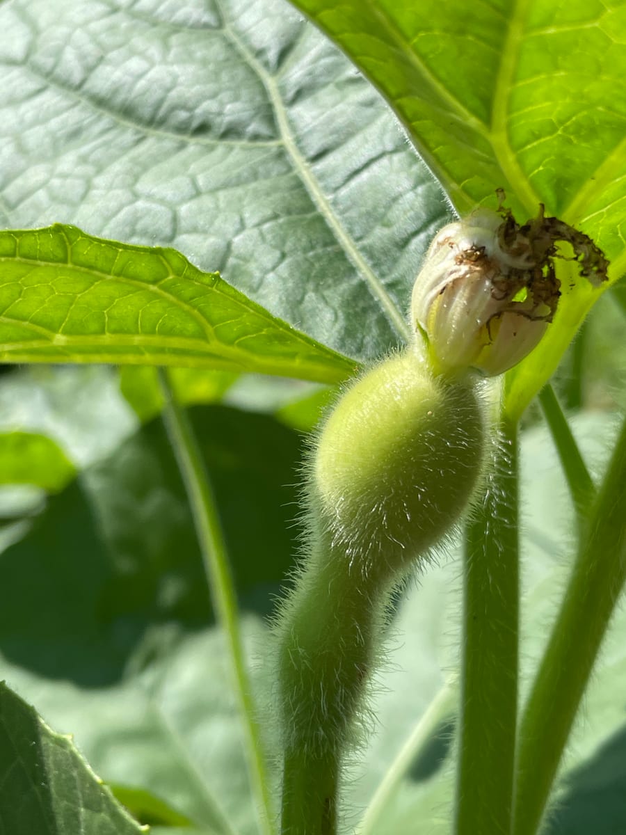 Bottle gourd