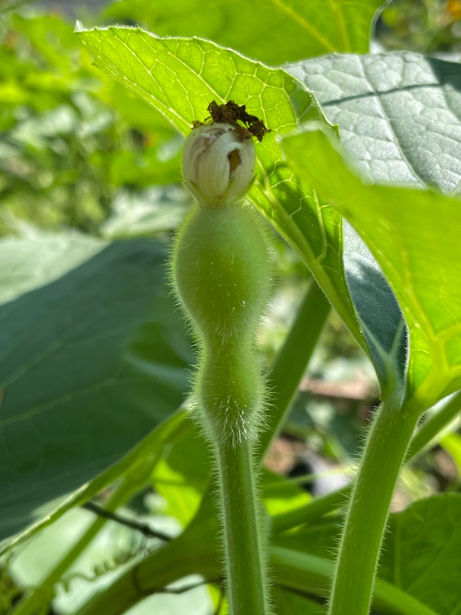 Bottle gourd