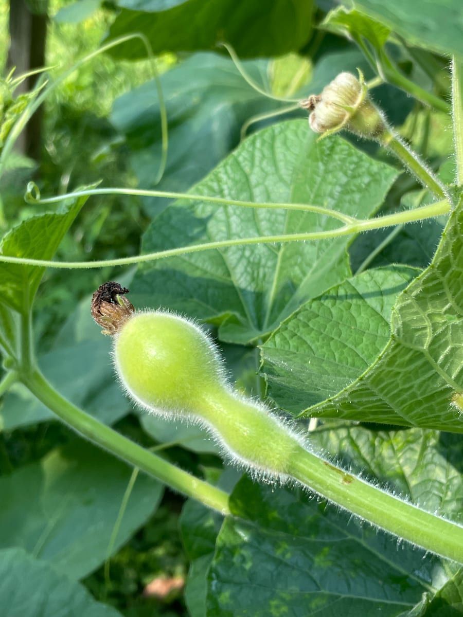 Bottle gourd