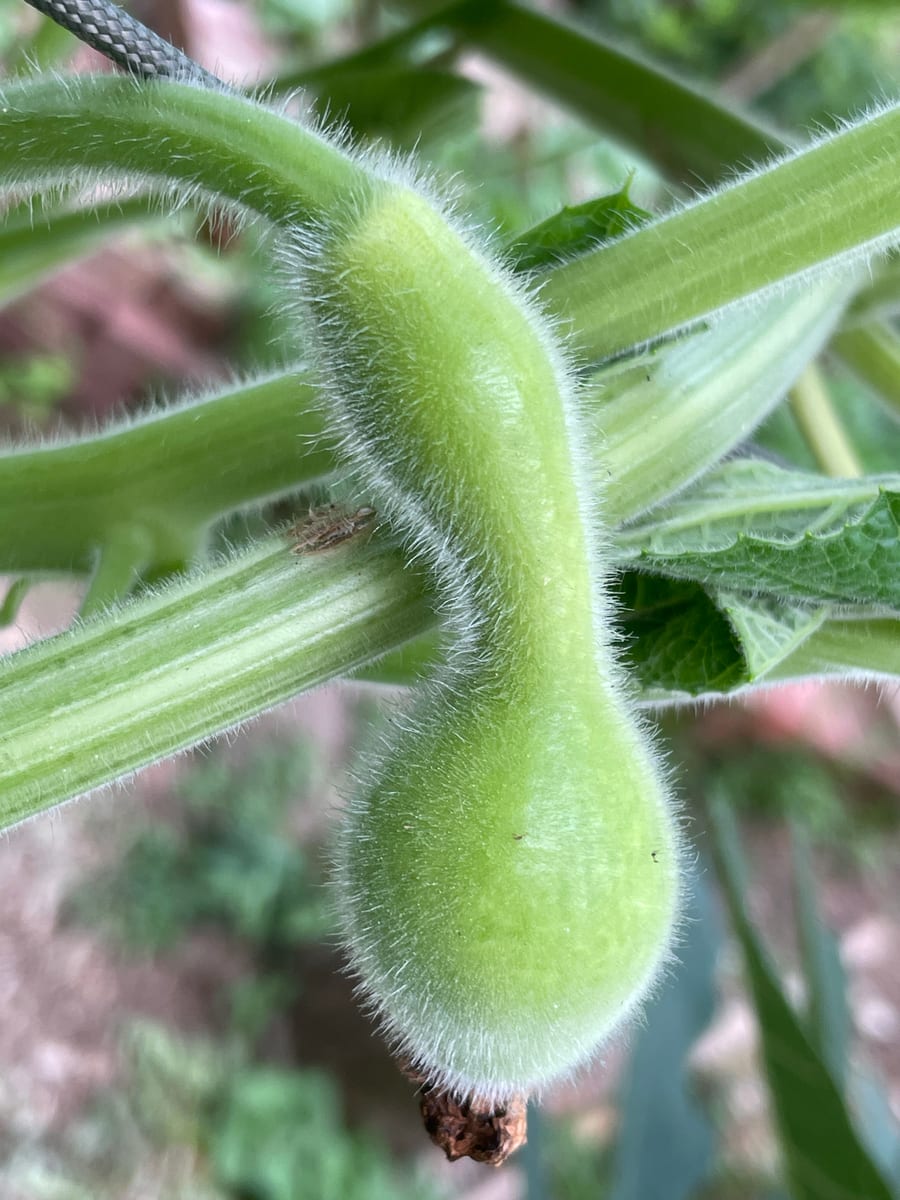 Bottle gourd