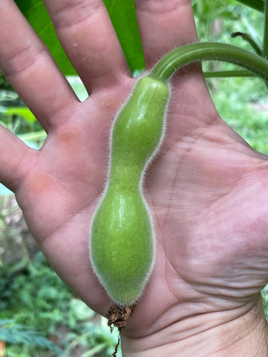 Bottle gourd