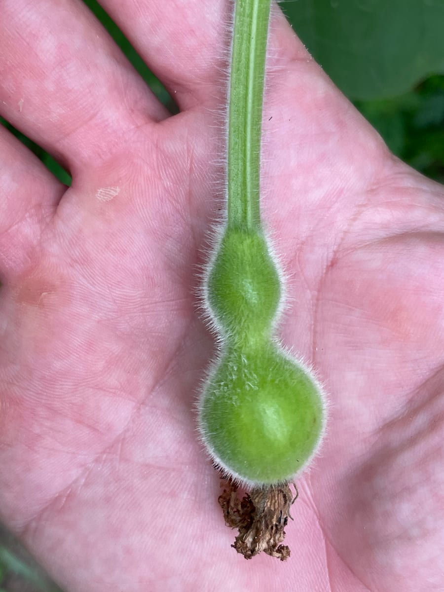 Bottle gourd