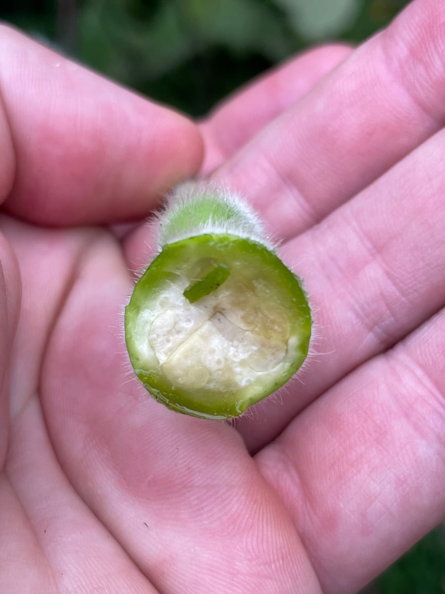 Bottle gourd
