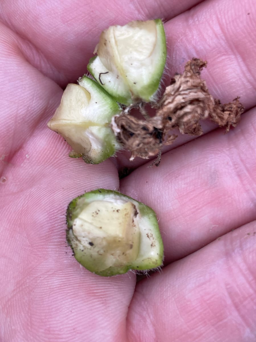 Bottle gourd