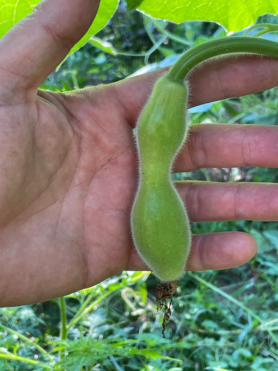 Bottle gourd