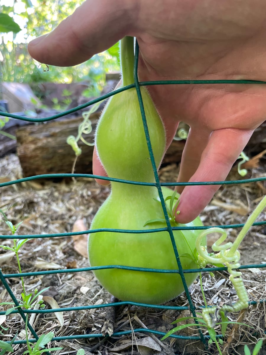 Bottle gourd