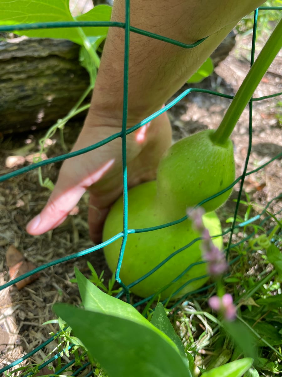 Bottle gourd