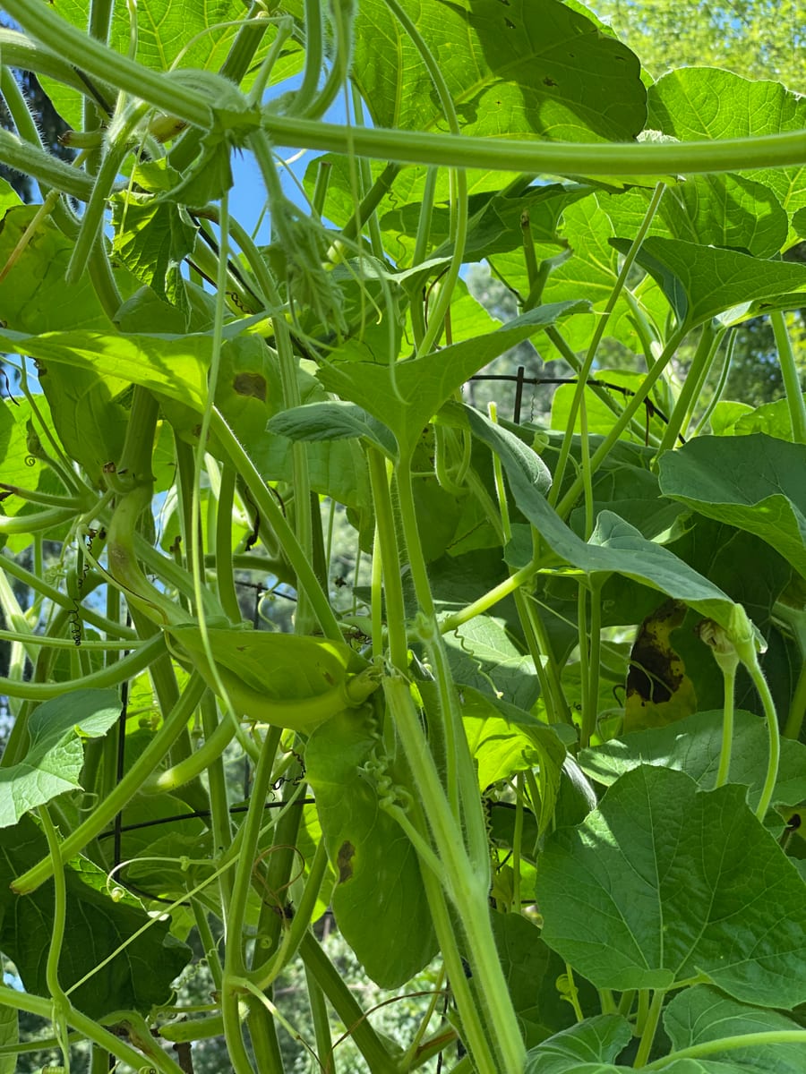 Bottle gourd