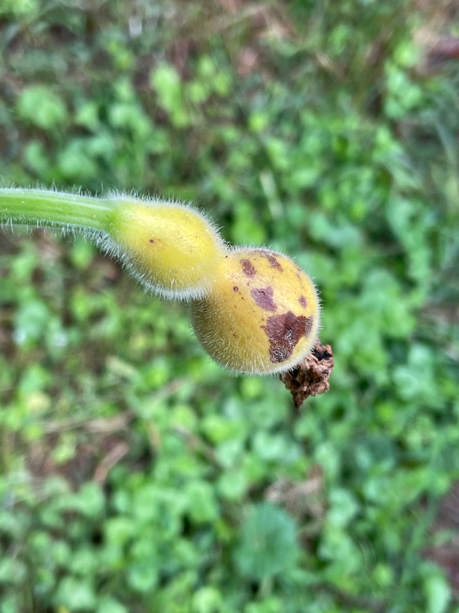Bottle gourd