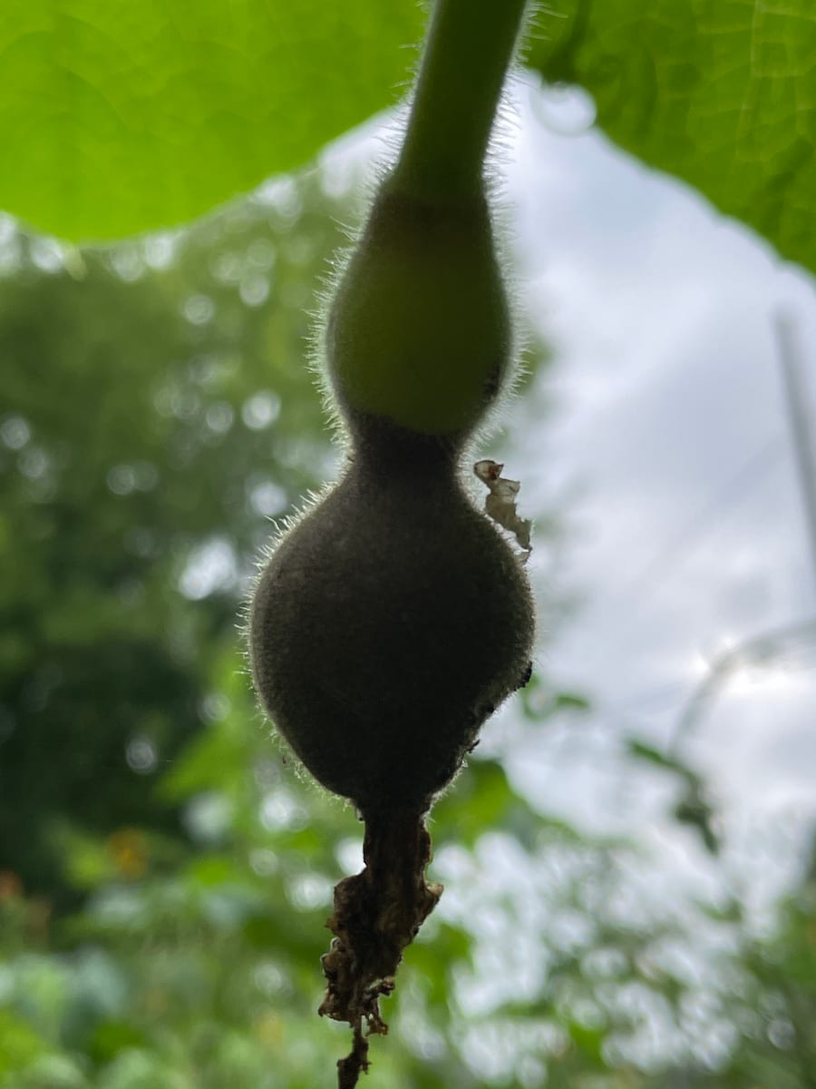 Bottle gourd