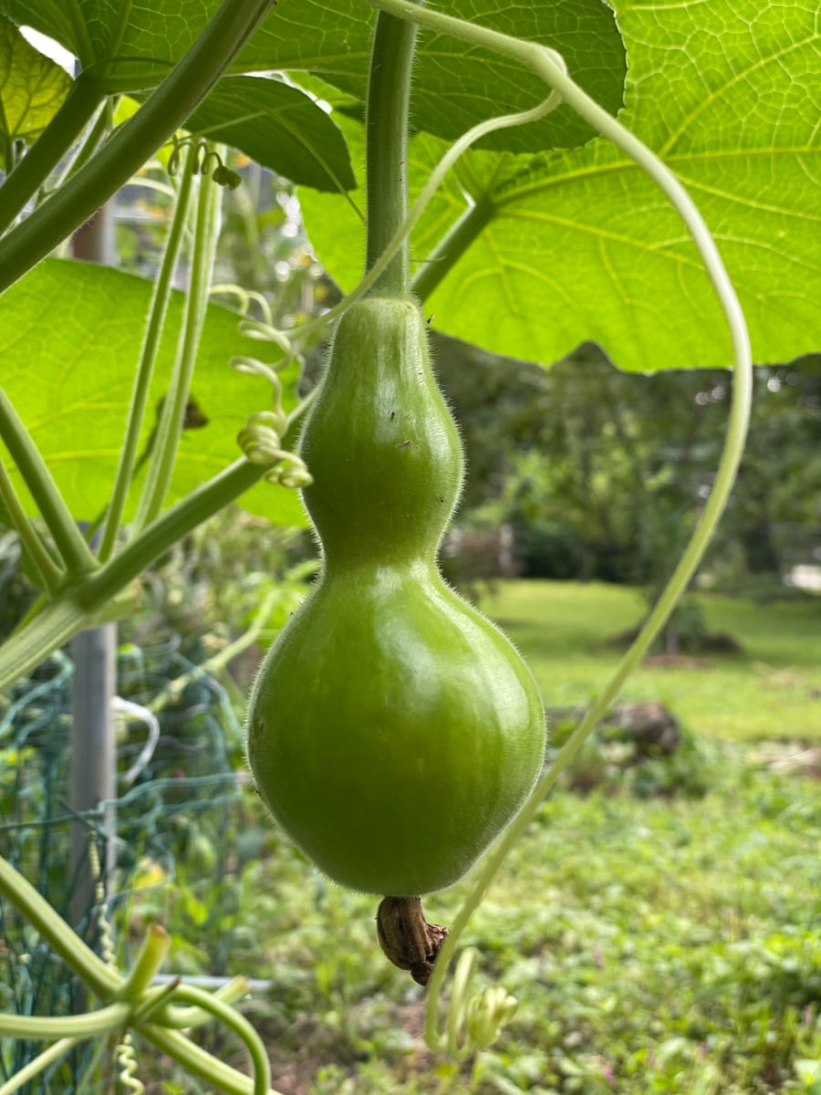 Bottle gourd