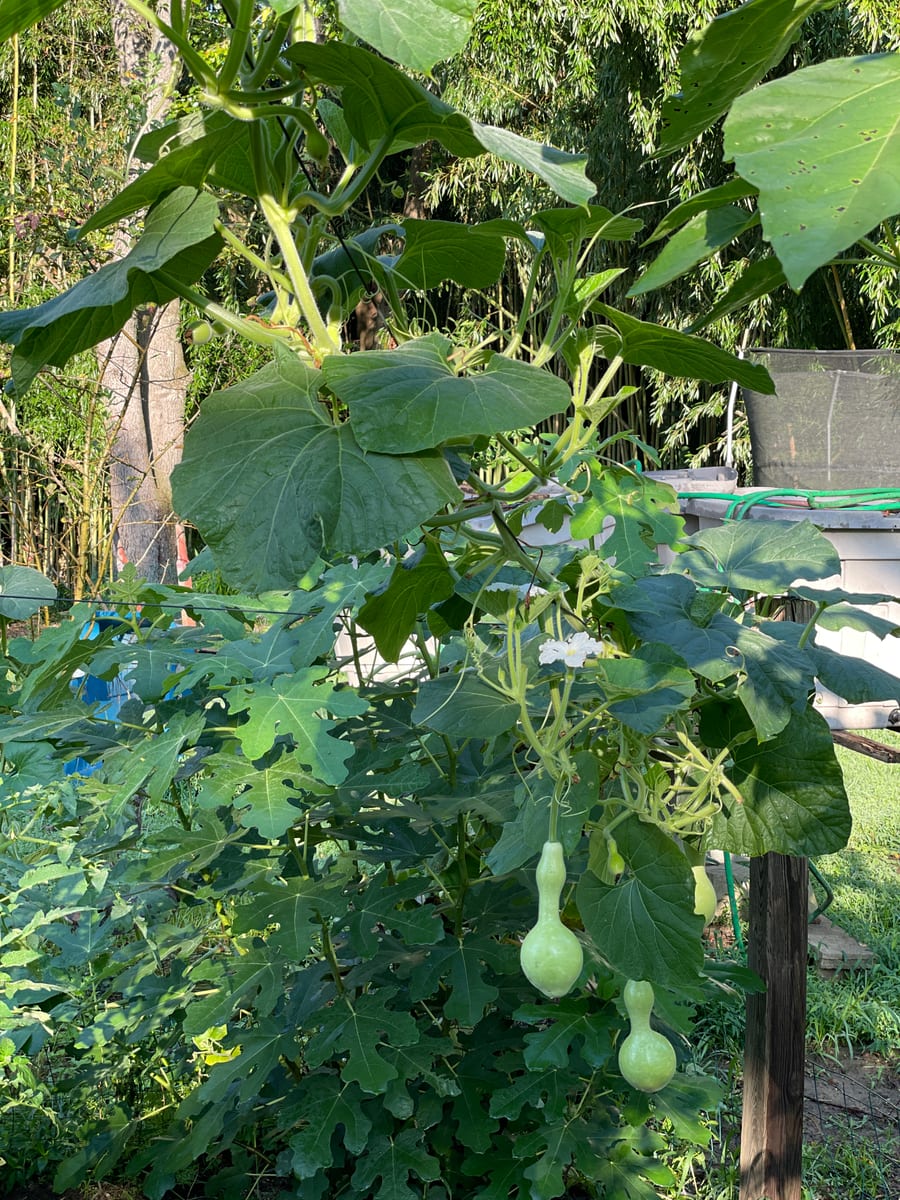 Bottle gourd