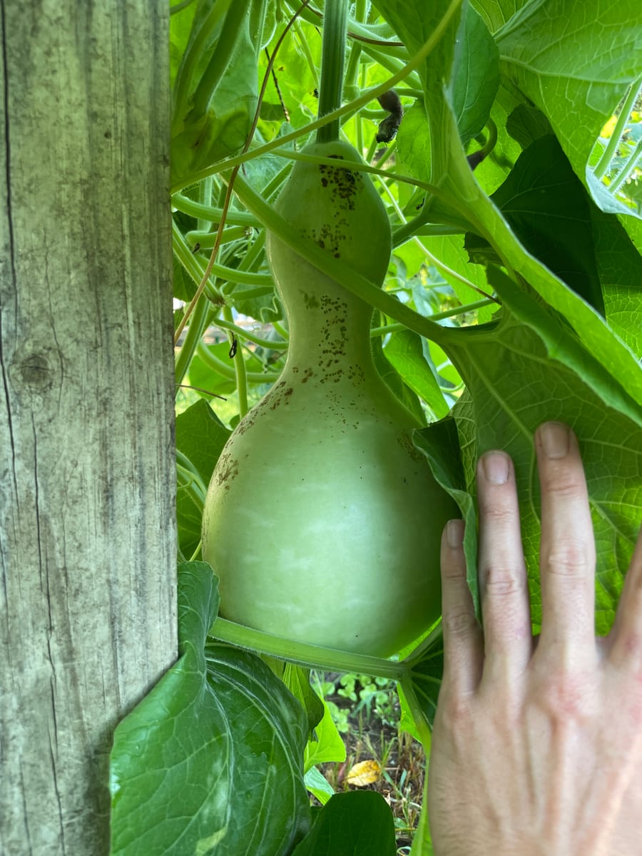 Bottle gourd
