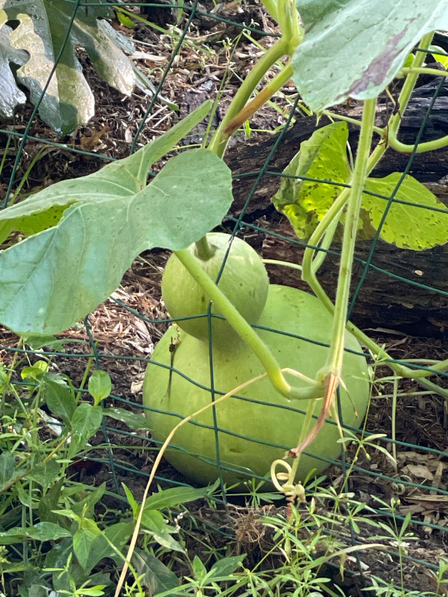 Bottle gourd