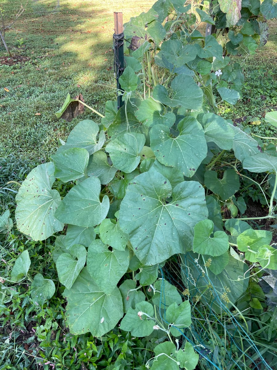 Bottle gourd
