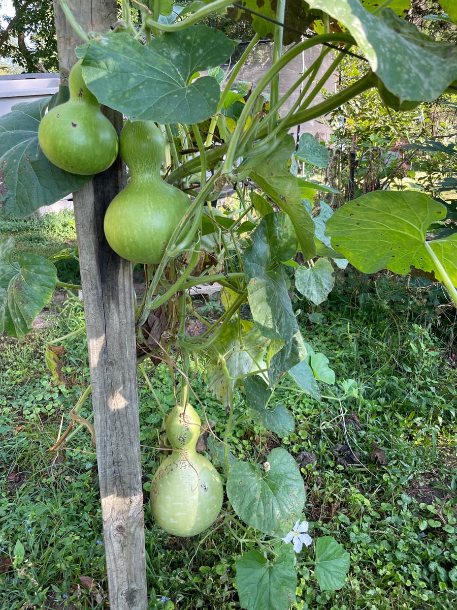 Bottle gourd